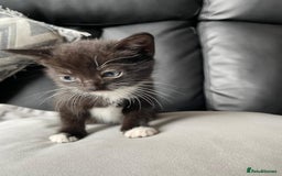 Mixed Breed cats for sale: Gorgeous kittens black and white - Image 8