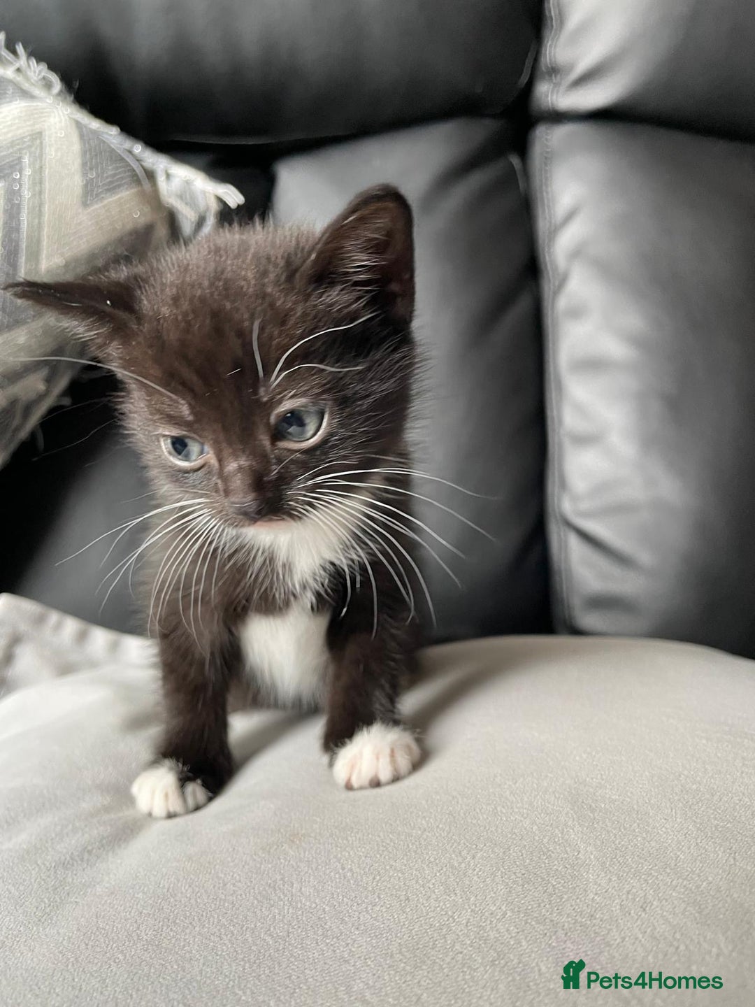Mixed Breed cats for sale: Gorgeous kittens black and white - Image 8