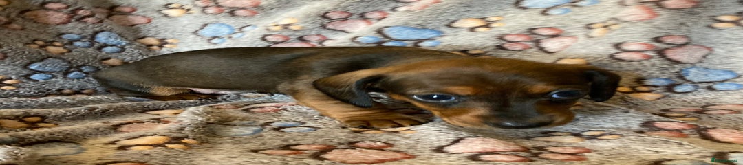 Miniature Dachshund Puppy 4