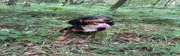 Cocker Spaniel dogs for sale: Stunning WCS needing home  - Advert 3
