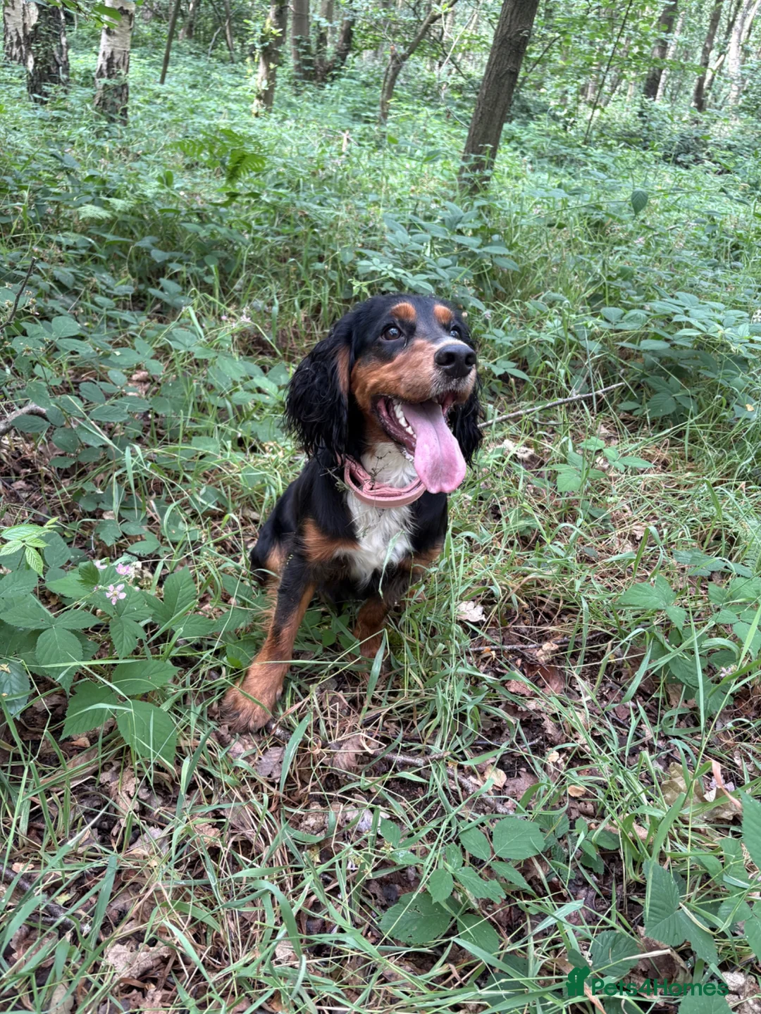 Cocker Spaniel dogs for sale: Stunning WCS needing home  - Advert 3