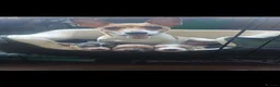 Jack Russell dogs for sale: 3x beautiful miniature Jack Russell Terriers - Advert 2