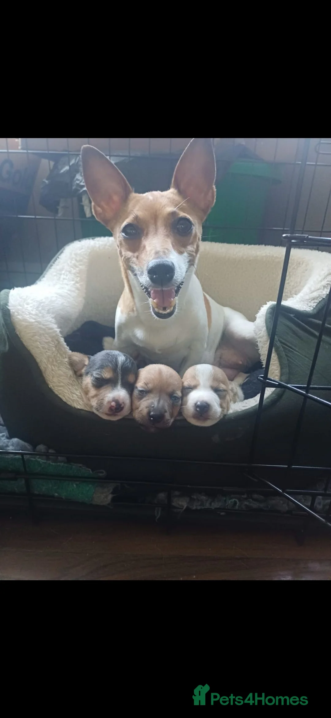 Jack Russell dogs for sale: 3x beautiful miniature Jack Russell Terriers - Advert 2