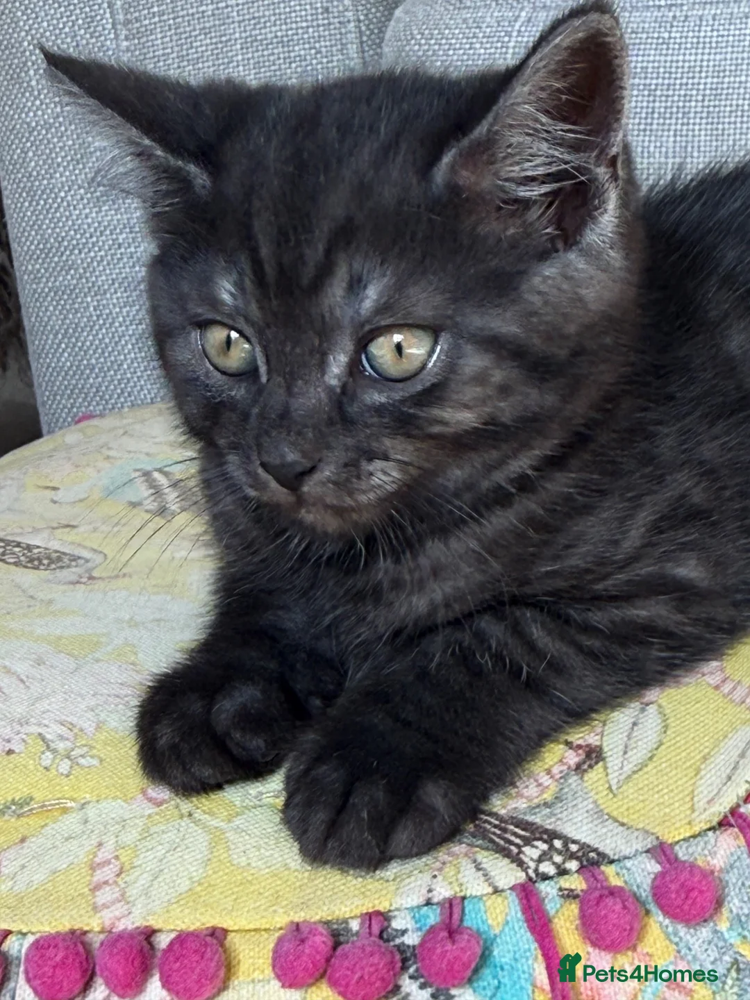British Shorthair cats for sale: Stunningly beautiful British shorthair cross  in Wotton-under-Edge - Advert 2