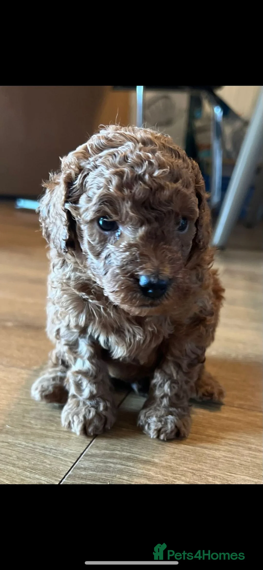 Poodle dogs for stud: Kc health tested fox red toy poodle in Stevenage - Advert 22