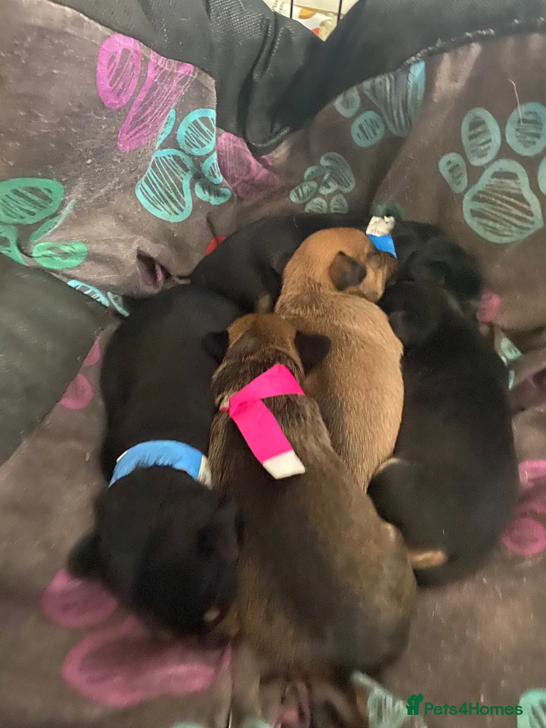 Mixed Breed dogs for sale: Jackshund puppies  - Advert 2