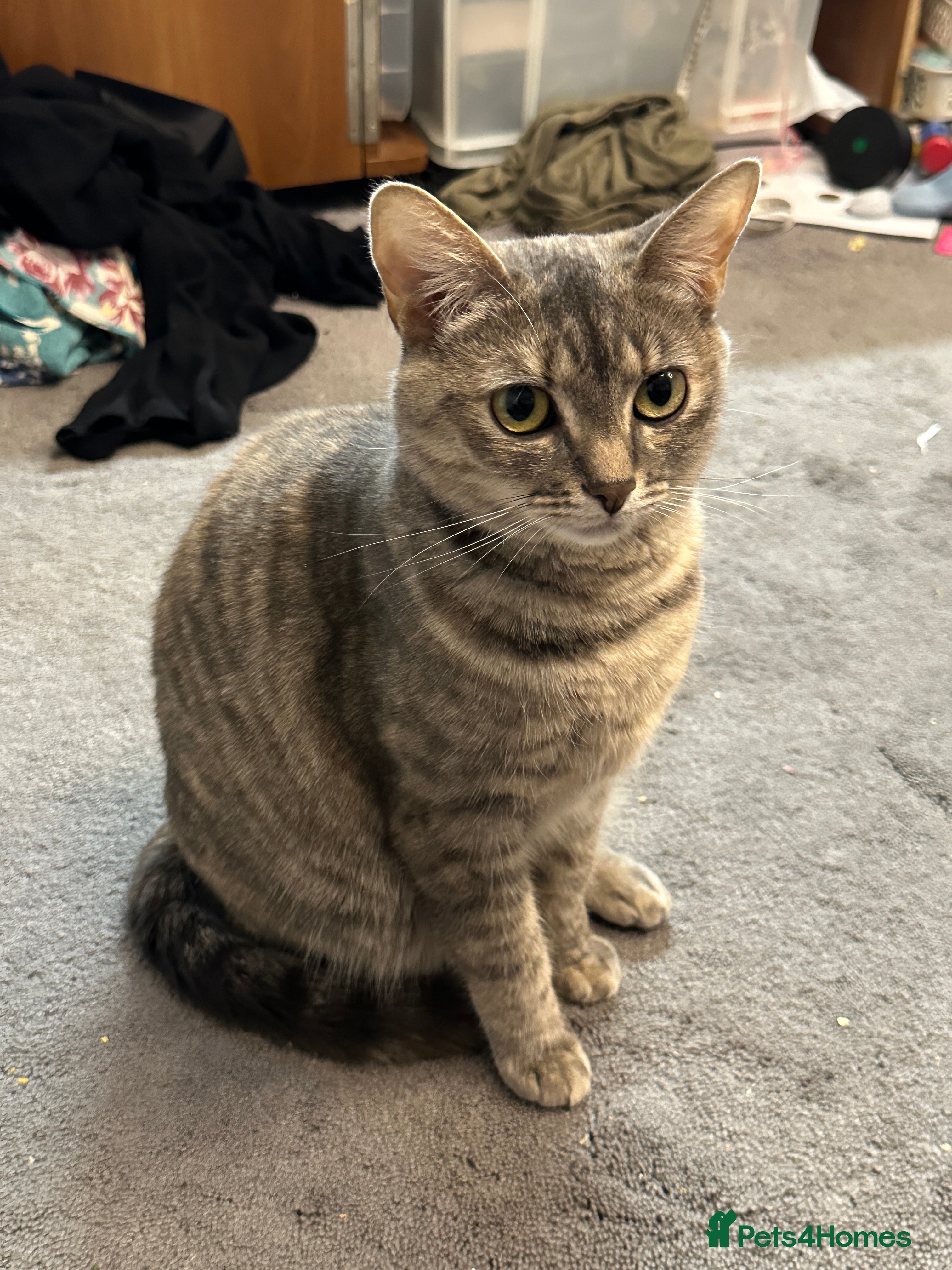 Mixed Breed cats Torbie Arabian Mau X BSH - Advert 1