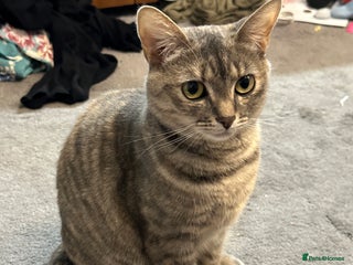 Mixed Breed cats Torbie Arabian Mau X BSH - Advert 1