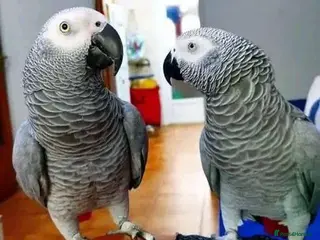 Parrots birds Timneh African Grey parrots for sale - Advert 11