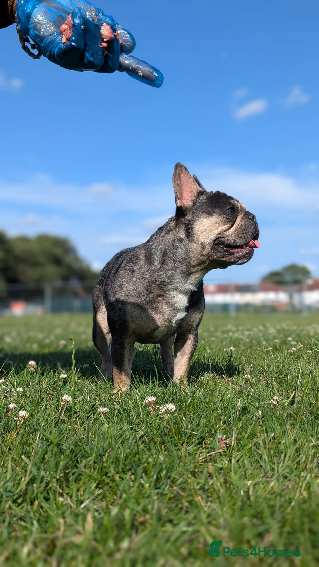 French Bulldog dogs for stud: Biscuit the KC REGISTERED French Bulldog Stud 💙🐶 - Advert 9