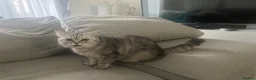 British Shorthair cats for sale: British Shorthair Silver Mackerel Tabby  - Advert 3