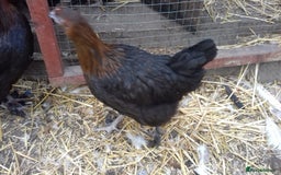 Chickens poultry for sale: Black copper marans all female  - Image 1