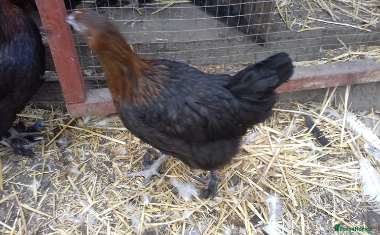 Chickens poultry - Advert 3