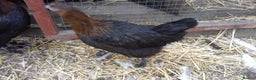 Chickens poultry for sale: Black copper marans all female  - Advert 1
