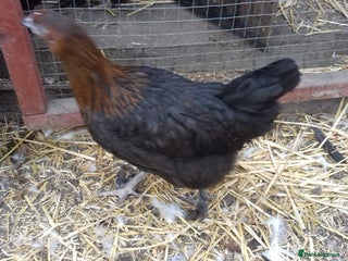 Chickens poultry - Advert 9