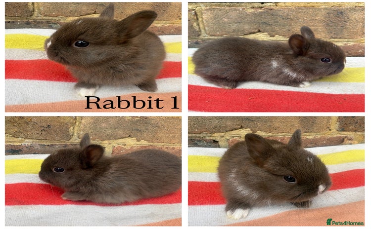 Netherland Dwarf rabbits - Advert 6