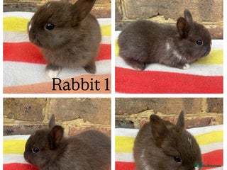 Netherland Dwarf rabbits - Advert 31