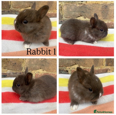 Netherland Dwarf rabbits - Advert 6