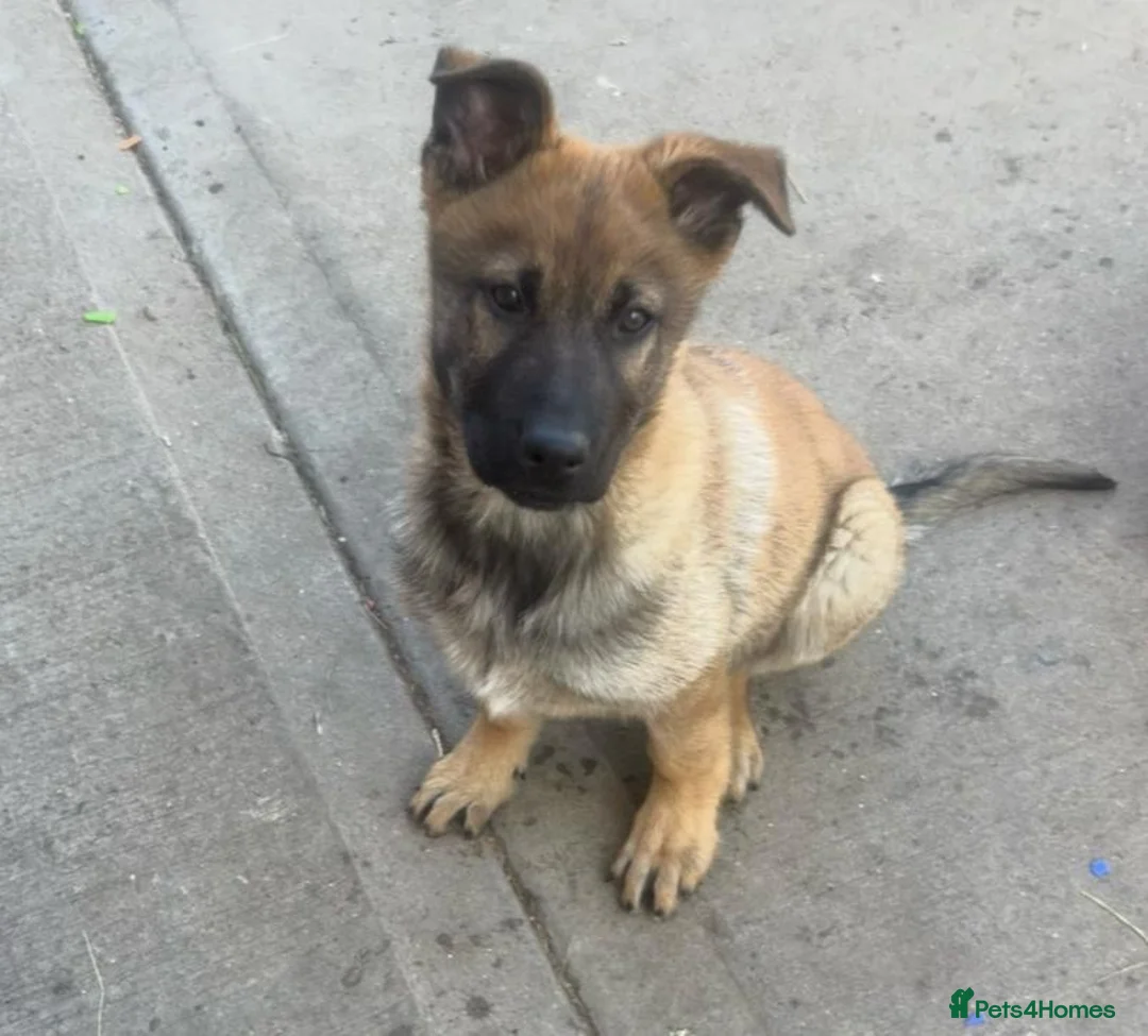 German Shepherd dogs for sale: Boy German shepherd puppy - Advert 3