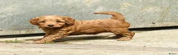 Sproodle dogs for sale: Beautiful Red & Apricot Sproodles - Advert 31