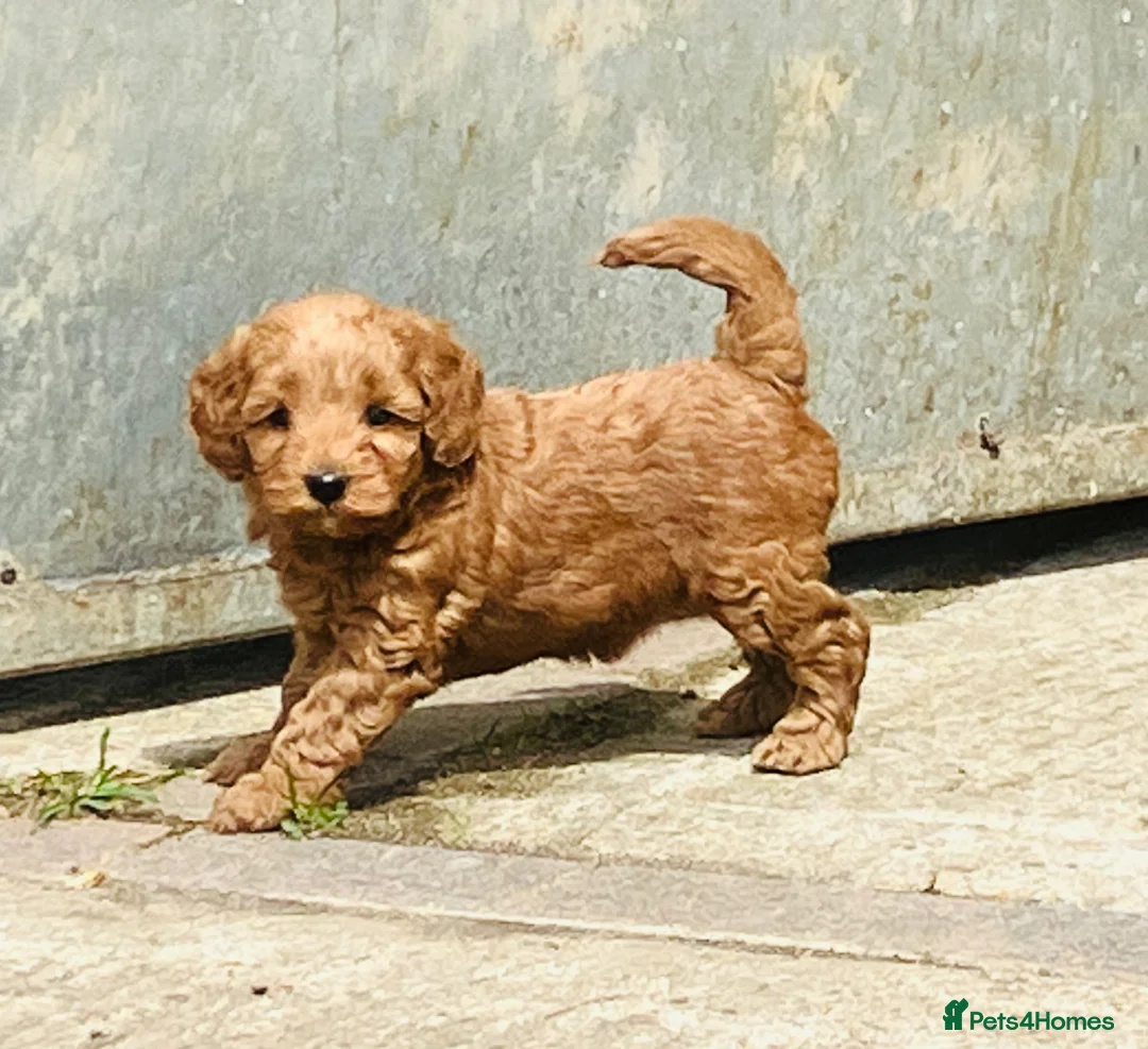 Sproodle dogs for sale: Beautiful Red & Apricot Sproodles - Advert 31