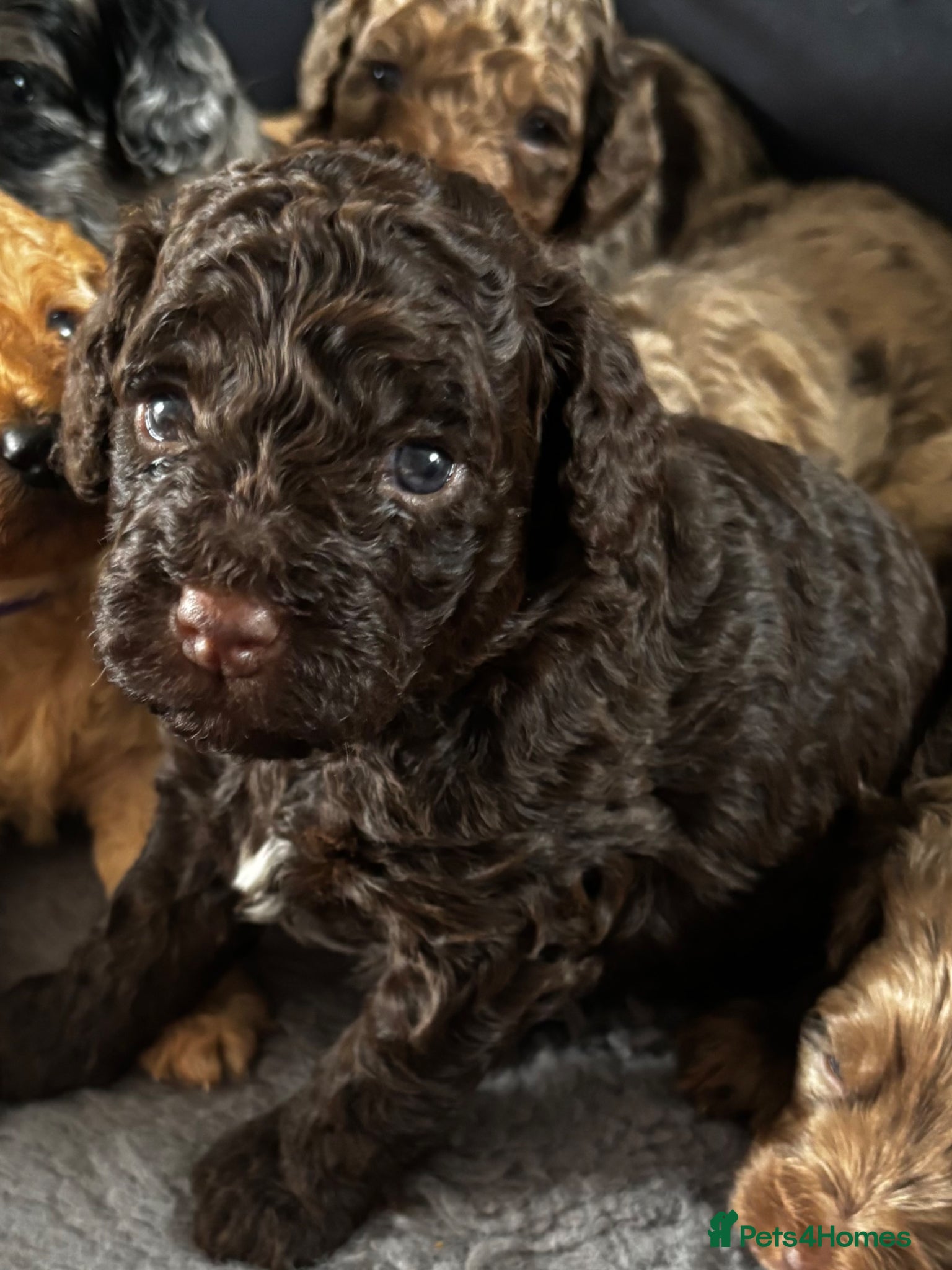 Cockapoo dogs Beautiful 8 week chocolate girl cockapoo - Advert 10