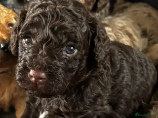 Cockapoo dogs Beautiful 8 week chocolate girl cockapoo - Advert 10