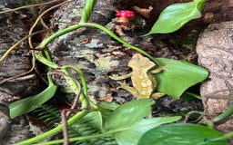 Gecko reptiles for sale: Crested gecko and custom viv - Image 1