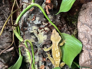 Gecko reptiles - Advert 32