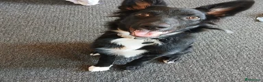 Border Collie 1