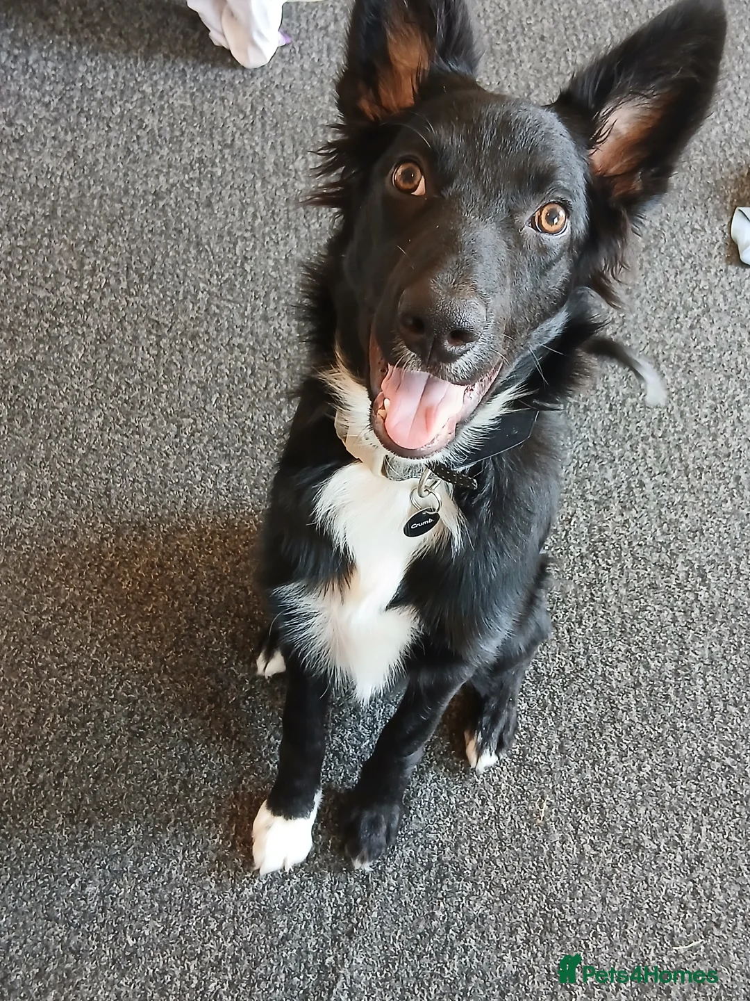Border Collie dogs for sale: Border Collie pup in Chepstow - Advert 2