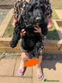 Irish Gordon Doodle Puppy orange