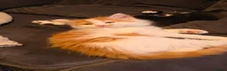 Mixed Breed cats for sale: Beautiful 9 Week Old Mixed Breed Kittens Ready Now - Advert 36