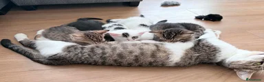 Mixed Breed Kitten 4