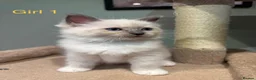 Ragdoll cats for sale: Beautiful purebred ragdoll kittens in Doncaster - Advert 4