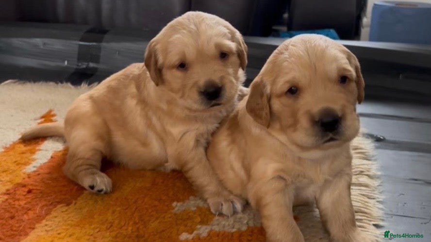 Golden Retriever dogs Golden Retriever Puppies Health Tested  - Advert 1