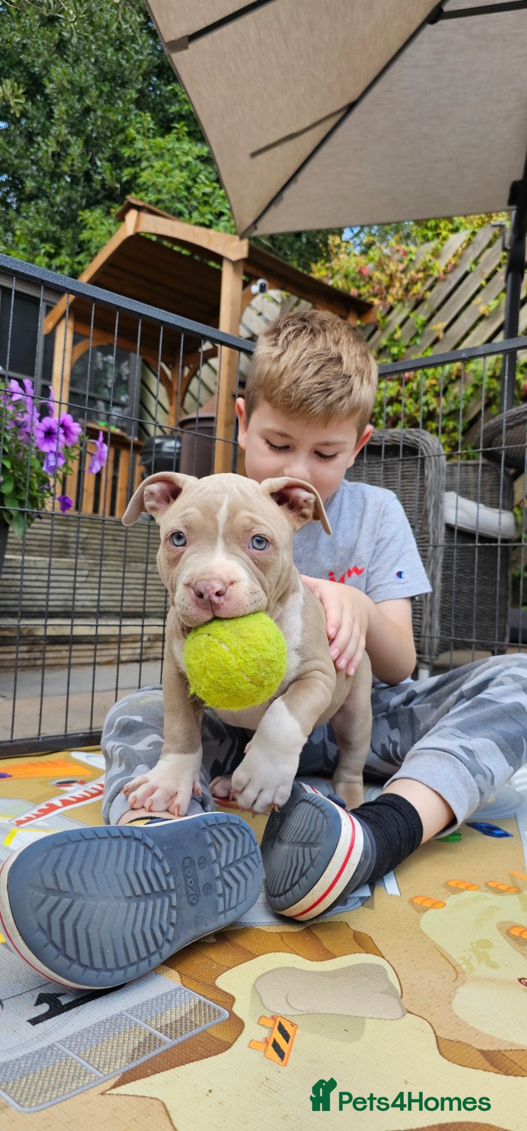 American Bully dogs for sale: 9 week old pocket bully pups, well known bloodline - Image 15