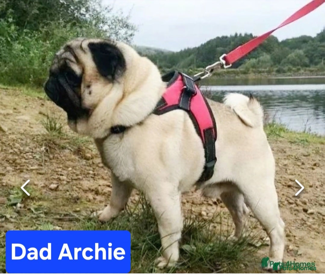 Pug dogs for sale: Perfect pug pups - Image 19