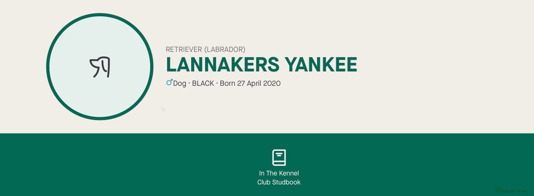 Labrador Retriever dogs for sale: Black Labrador Puppies - Advert 16