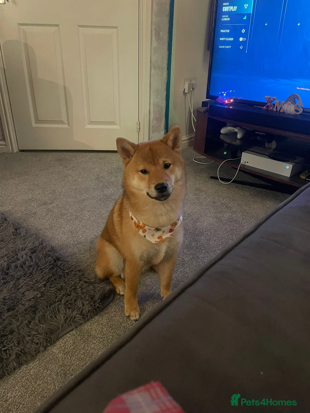 Japanese Shiba Inu dogs for sale: KC Reg Japanese Shiba Inu Male - Advert 2