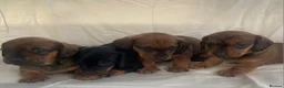 Dachshund dogs for sale: For Sale  - Advert 2