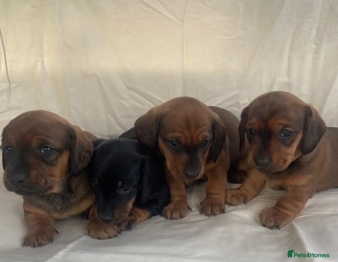 Dachshund dogs for sale: For Sale  - Advert 2
