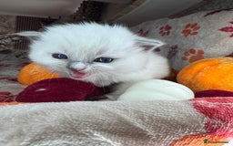 Ragdoll cats for sale: 🏆 gccf ragdoll grand champion kittens 🏆 - Image 13