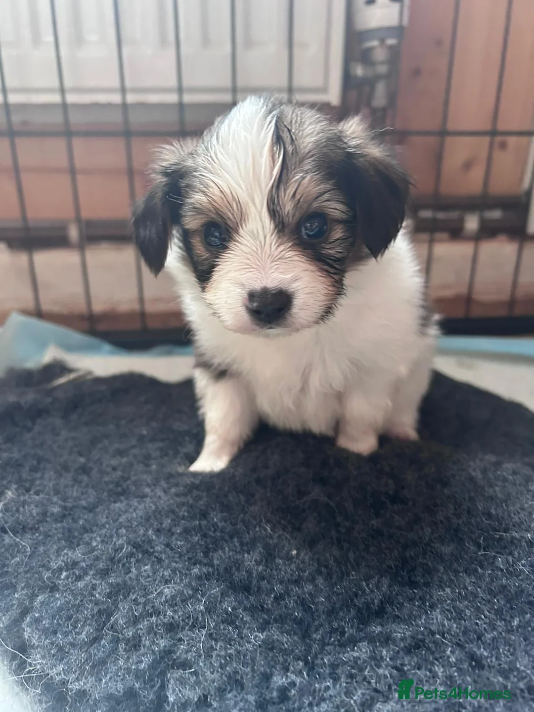 Papillon dogs for sale: Kc reg Papillon boys  - Advert 2