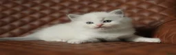 Ragdoll cats for sale: GCCF Registered Ragdoll kittens- 2 neutered boys - Advert 32