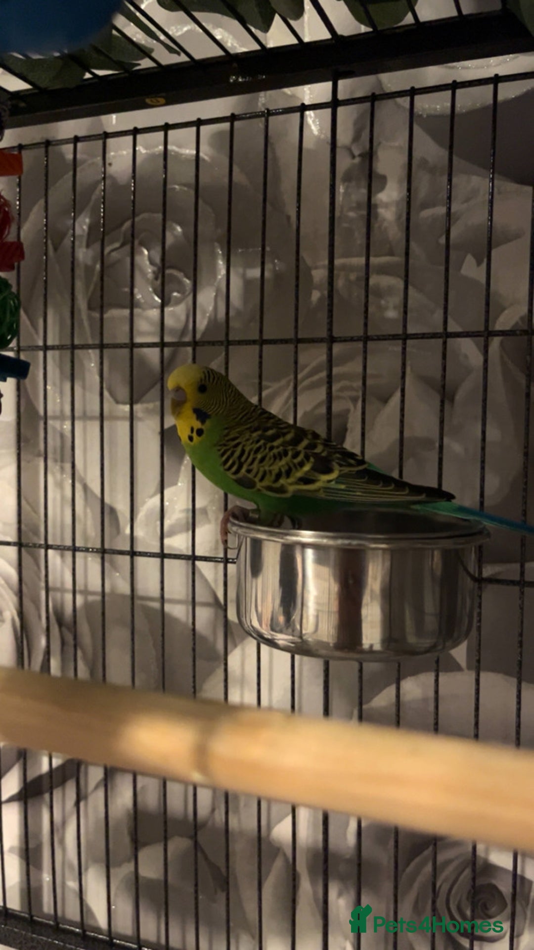 Budgerigars birds for sale: male budgies - Advert 6