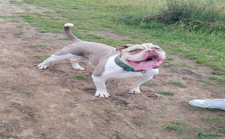 Old Tyme Bulldog dogs - Advert 1