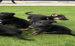 German Shepherd dogs for sale: German shepherd puppies  - Image 12