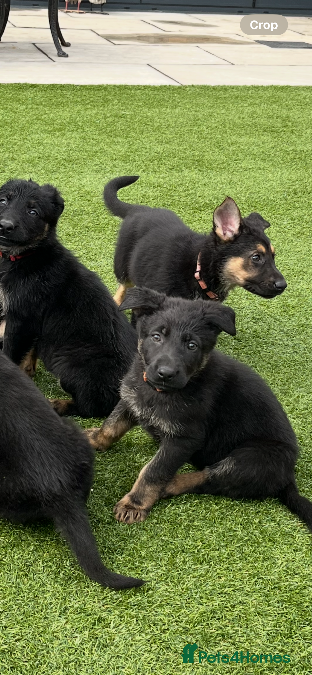 German Shepherd dogs for sale: German shepherd puppies  - Image 12