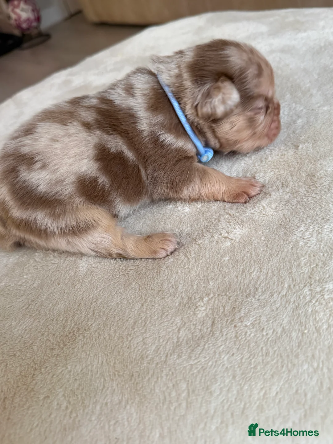 French Bulldog dogs for sale: Full fluffy frenchies  - Advert 6